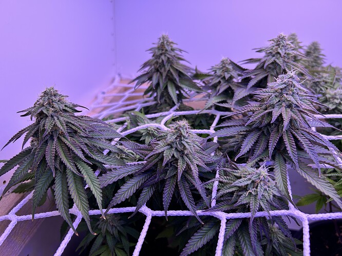 Mehrere Cannabis-Pflanzen in der späten Blütephase unter einem Scrog-Netz.