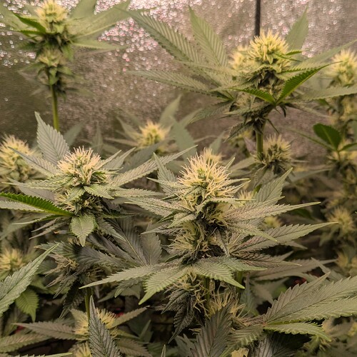 Growreport Bild 15