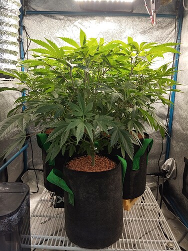 Growreport Bild 2