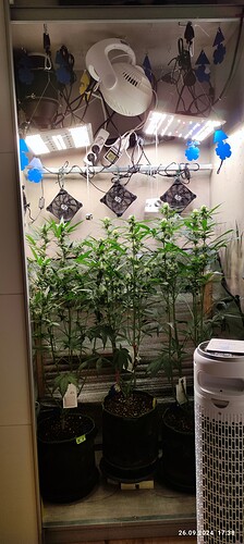 IMG_20240926_173825