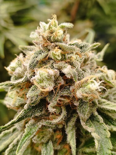 Nahaufnahme eines Cannabis-Buds mit vielen Trichomen und orangefarbenen Stempeln.