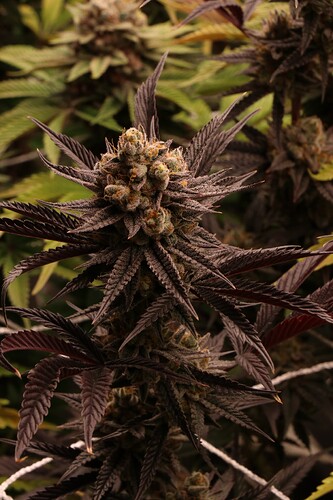 Growreport Bild 20