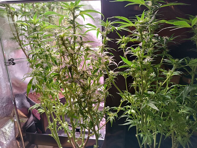 Growreport Bild 4