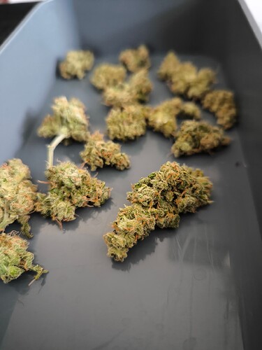 Growreport Bild 9