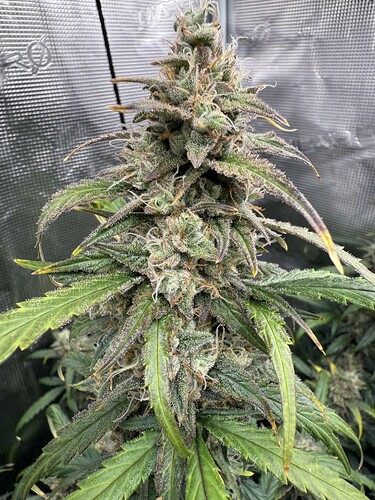 Growreport Bild 21