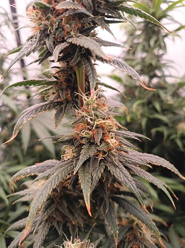 Growreport Bild 22