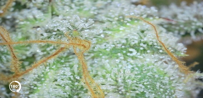 Growreport Bild 24