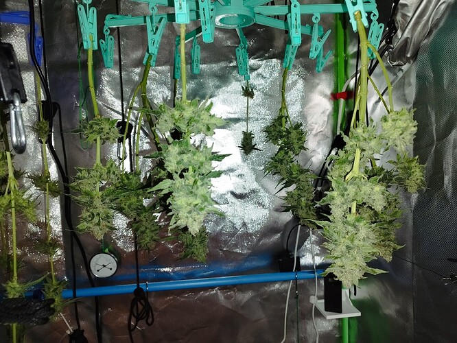 Mehrere Cannabis-Pflanzenzweige hängen kopfüber in einer Growbox, um zu trocknen. Die Zweige sind mit Wäscheklammern an einem Aufhänger befestigt. Die Buds sind dicht und mit Trichomen bedeckt.