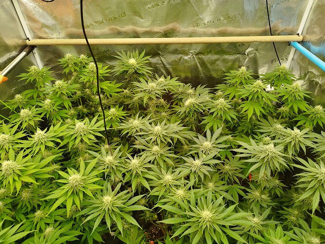 Growreport Bild 5