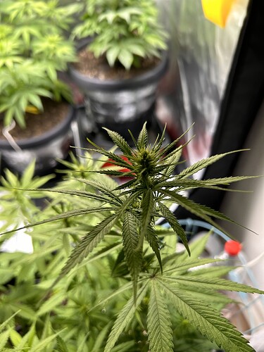 Growreport Bild 5
