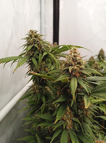 Growreport Bild 32
