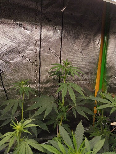 Growreport Bild 13
