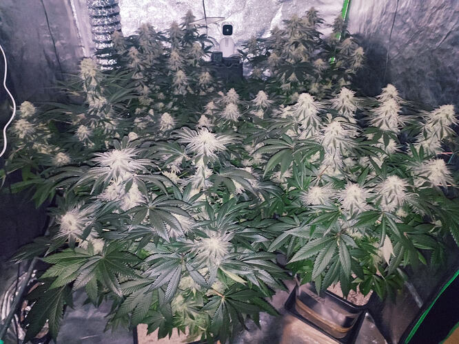 Growreport Bild 12