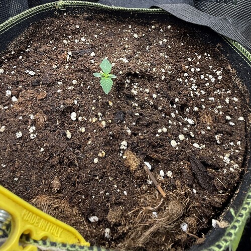 Growreport Bild 27