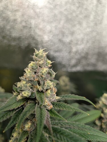 Growreport Bild 15