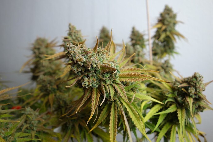 Growreport Bild 16