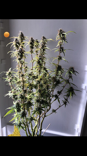 Growreport Bild 16