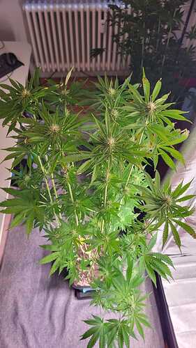 Growreport Bild 6