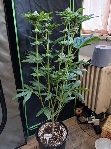 Growreport Bild 18