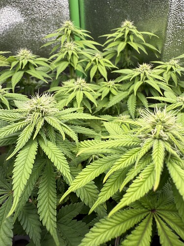 Growreport Bild 31