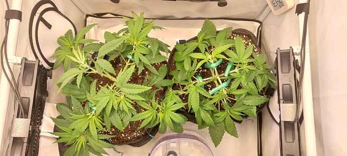Growreport Bild 3