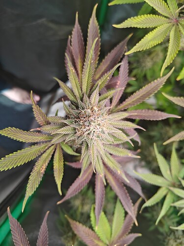 Growreport Bild 2