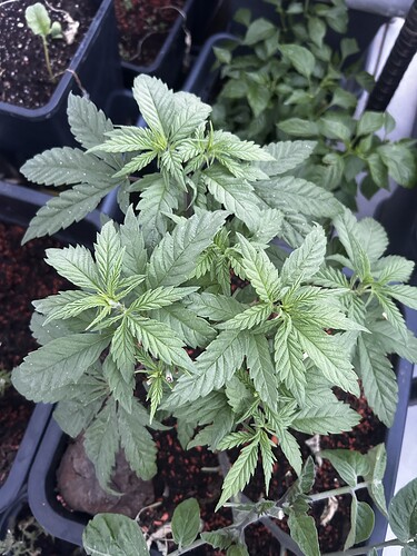 Growreport Bild 5
