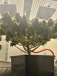 Growreport Bild 6