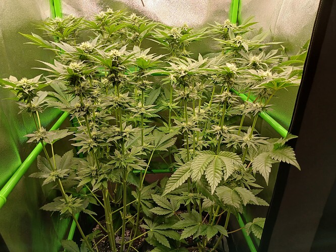 Growreport Bild 25