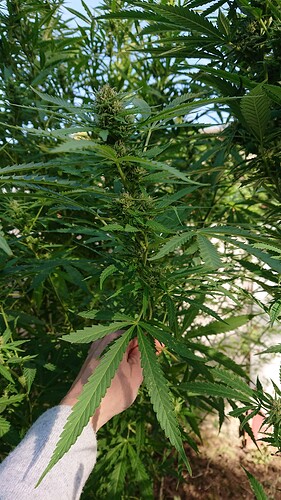 Growreport Bild 74