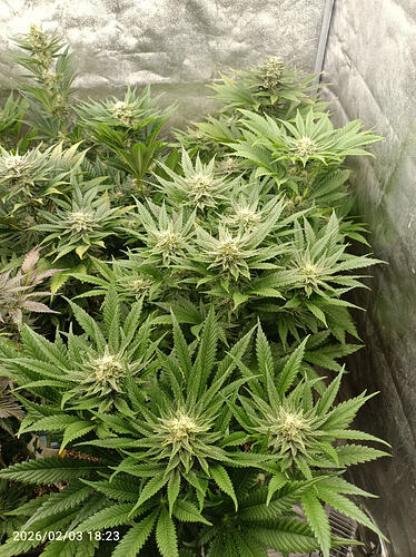 Growreport Bild 4