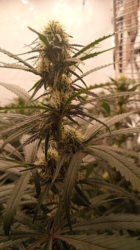 Growreport Bild 2
