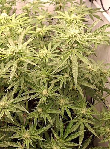 Growreport Bild 2