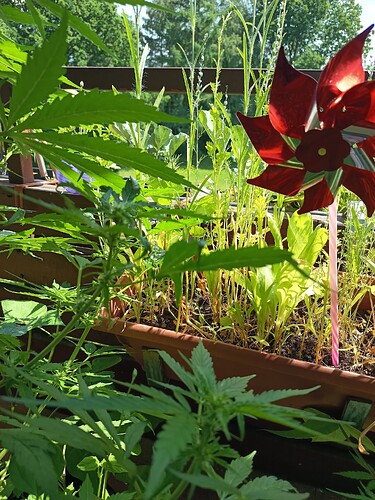 Growreport Bild 8