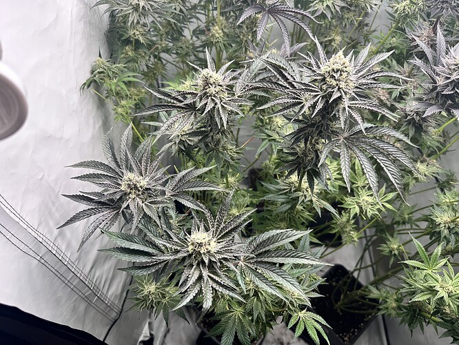 Growreport Bild 25
