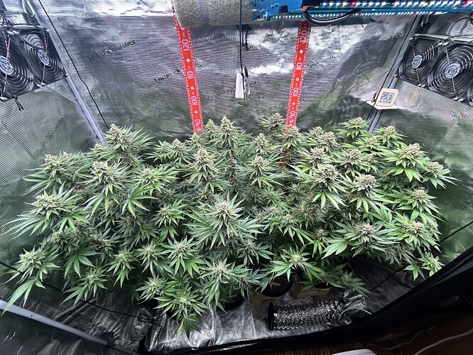 Ein Growzelt mit mehreren blühenden Cannabispflanzen unter LED-Beleuchtung.