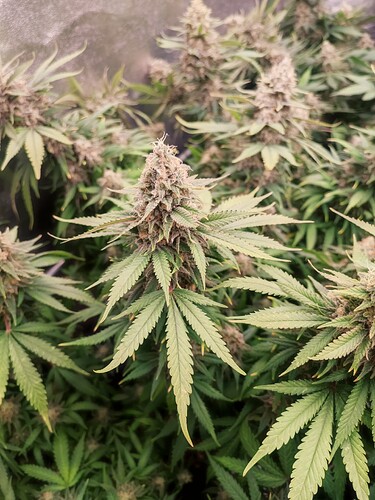 Growreport Bild 3