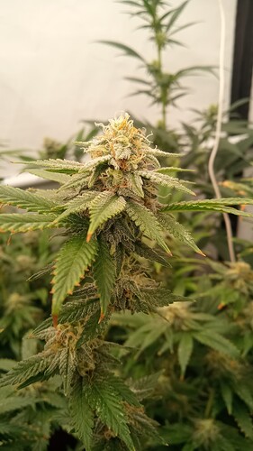 Growreport Bild 13