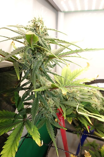 Growreport Bild 2
