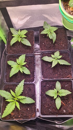 Growreport Bild 20