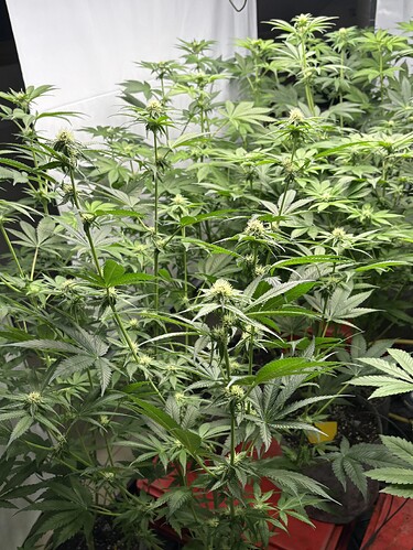 Growreport Bild 27