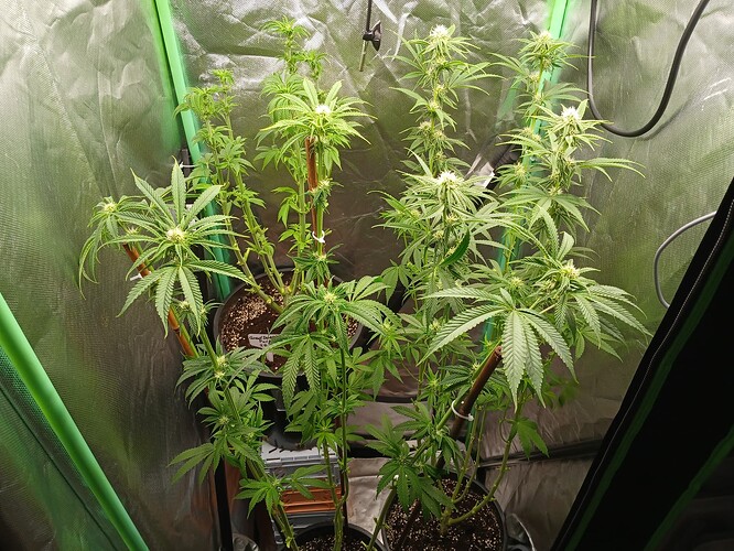 Growreport Bild 25