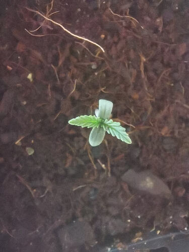 Lucky Hemp, Keimung Makro (5)