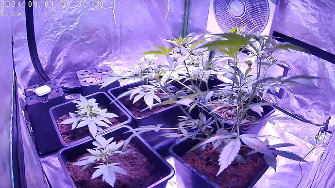 Cam_Grow-20240901-0030027869