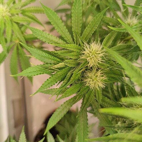 Growreport Bild 9