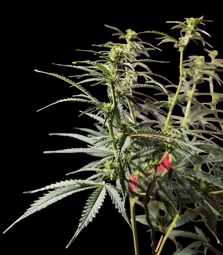 Growreport Bild 3