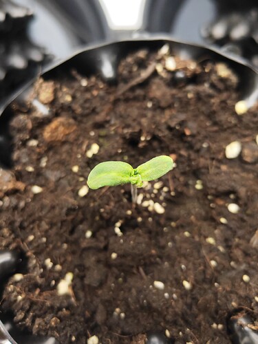 Growreport Bild 4