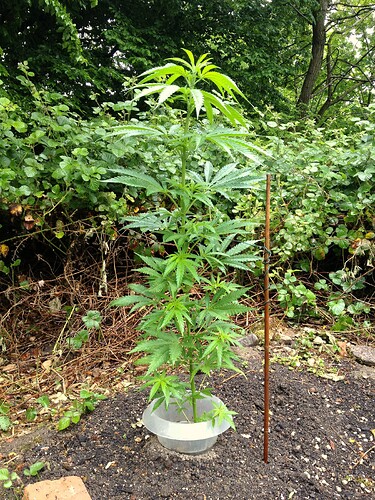 Grow25_0525_2