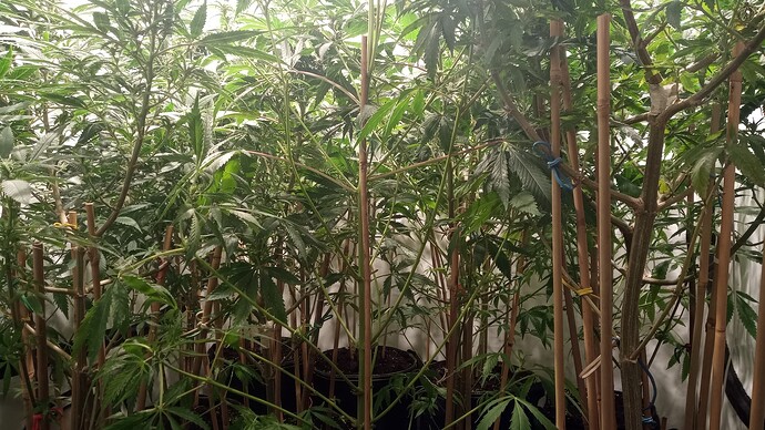 Growreport Bild 4