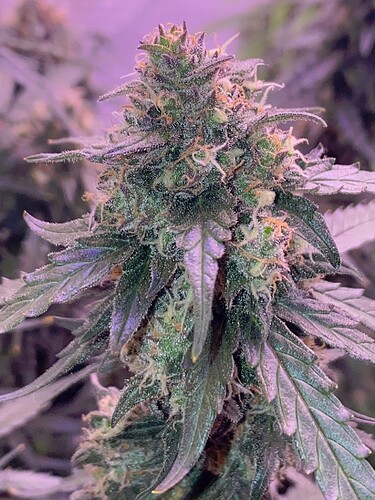 Growreport Bild 30